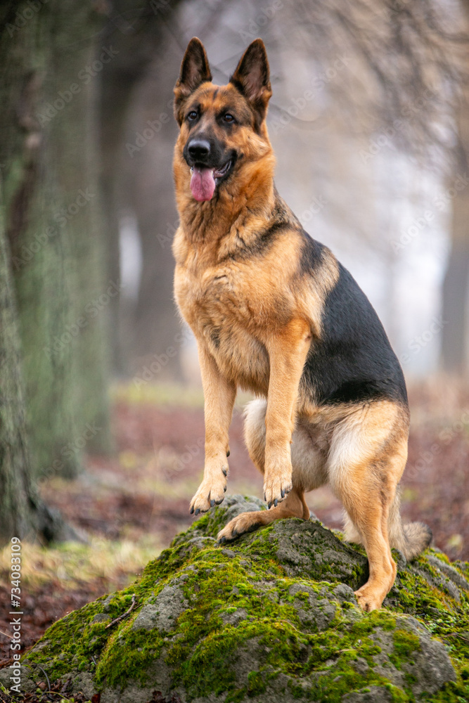 german shepherd dog sitting on the ground