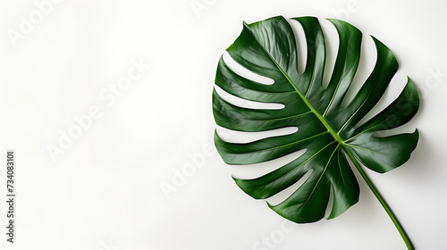 large leaf of a monstera plant with copy space in the
