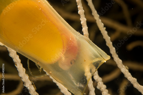 Valokuva Uovo di Gattuccio (Scyliorhinus canicula) con l'embrione all'interno