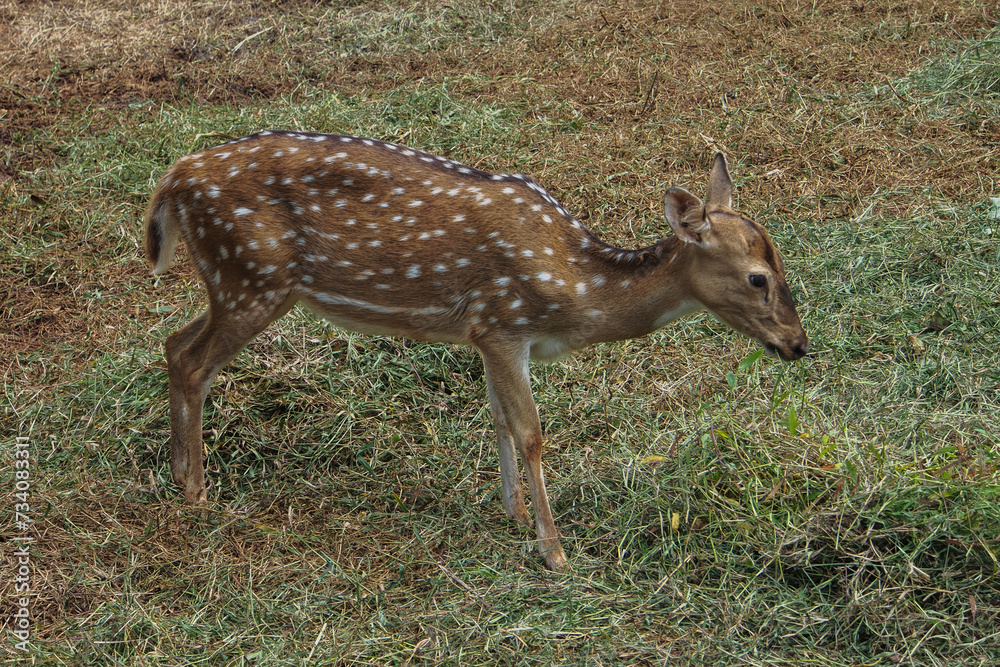 The chital or cheetal also known as the spotted deer, chital deer and axis deer, is a deer species native to the Indian subcontinent The chital or cheetal also known as the spotted deer, chital deer and axis deer, is a deer species native to the Indian subcontinent