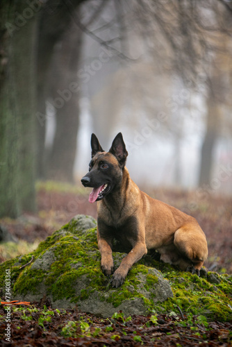 Fototapeta Naklejka Na Ścianę i Meble -  Belgian Shepherd beautiful dog in the forest