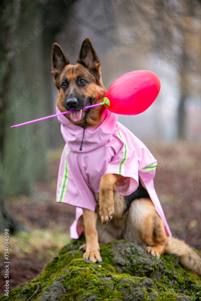 Fototapeta premium german shepherd dog sitting on the ground
