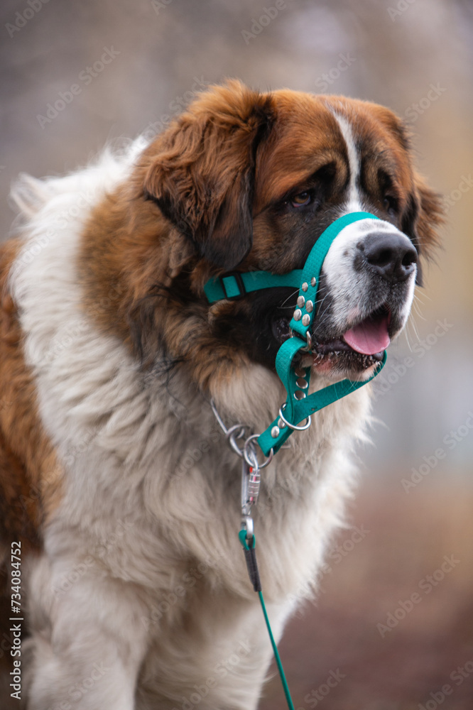 Portrait of a Saint Bernard dog