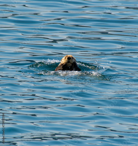 Up close with an Alaskan sea otter
