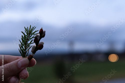 Spring twig with buds on a dark background photo