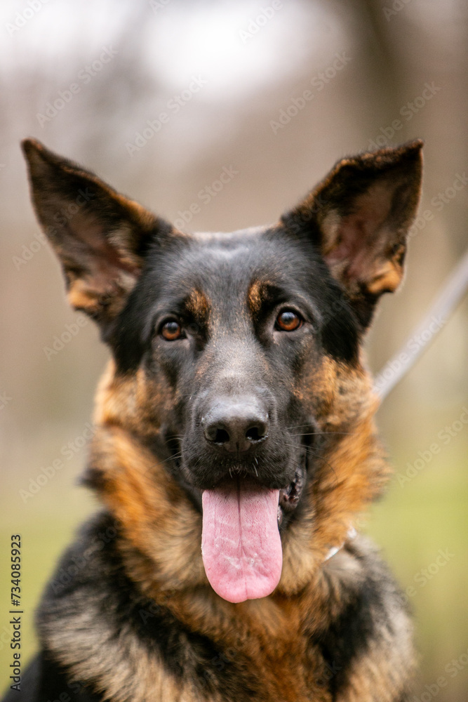 portrait of a shepherd portrait of a shepherd