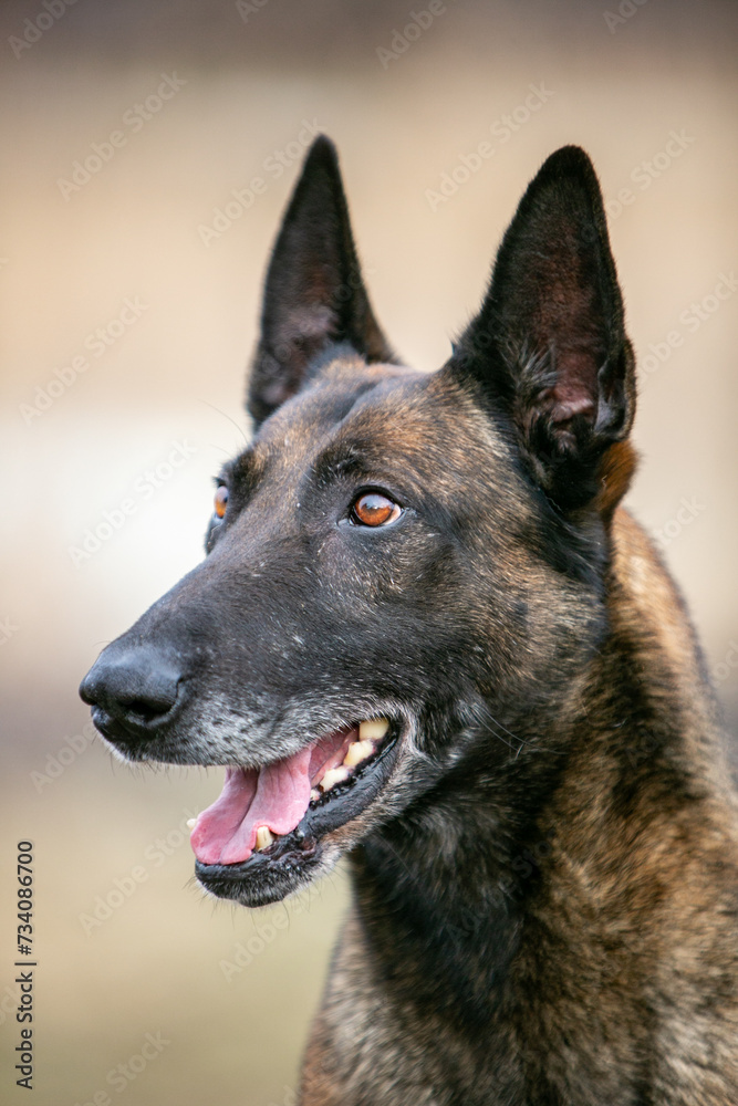 Belgian Shepherd portrait Belgian Shepherd portrait