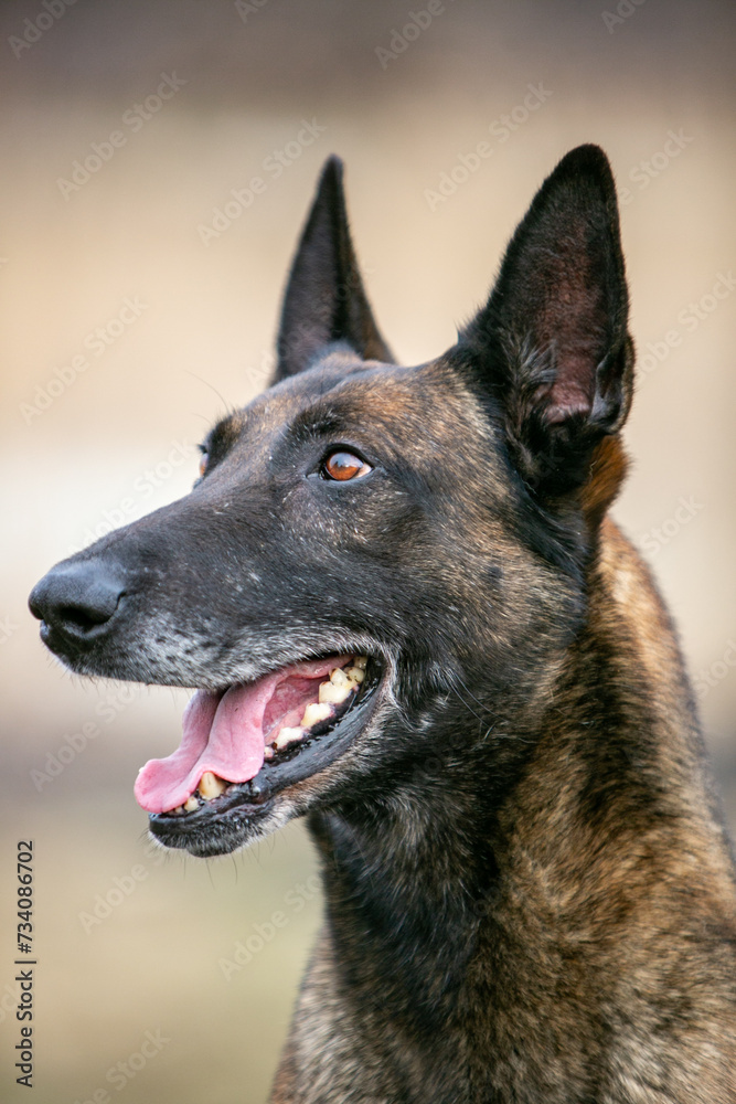 Belgian Shepherd portrait