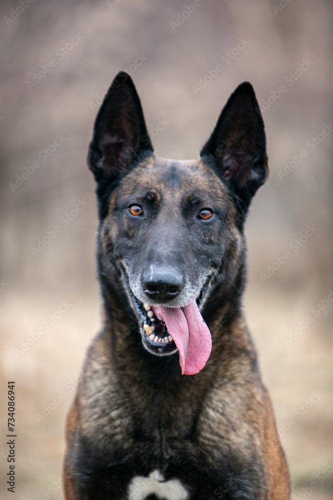 Belgian Shepherd portrait Belgian Shepherd portrait