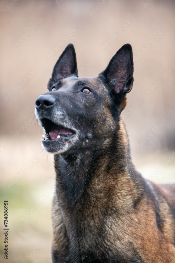 Naklejka premium Belgian Shepherd portrait