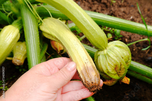 Fotografie A female farmer found a rotting squash in the garden