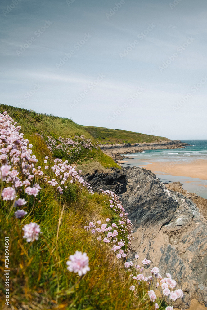Scenic view of a field of pink flowers overlooking the sea in Crantock, Cornwall, UK