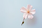 Top view of a dainty flower against a solid, bright pastel setting, offering a tranquil scene with space for expressive text.