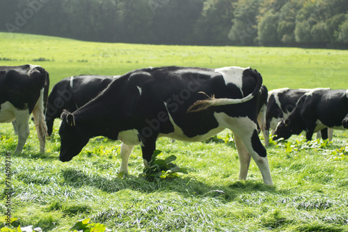 Cow  grazing on  green farm