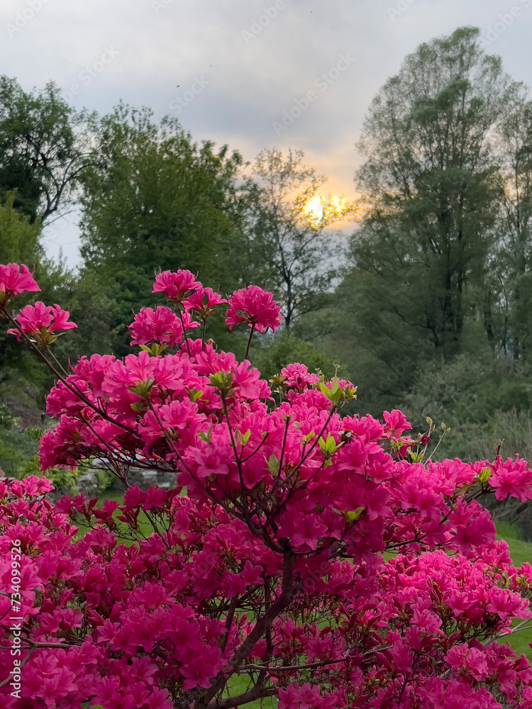 flowers in the garden