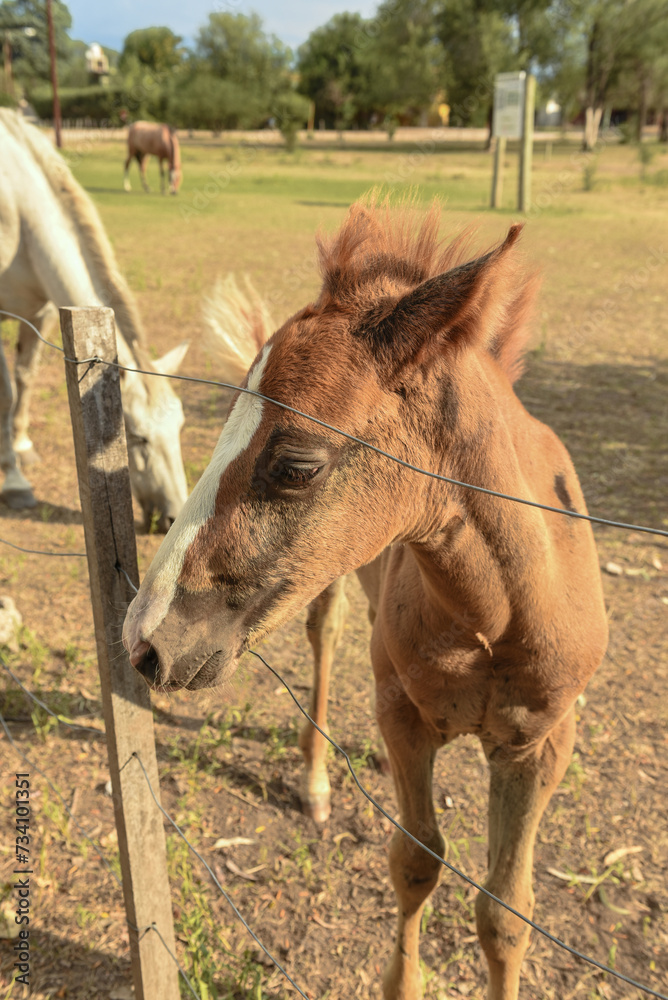 Fototapeta premium Caballos