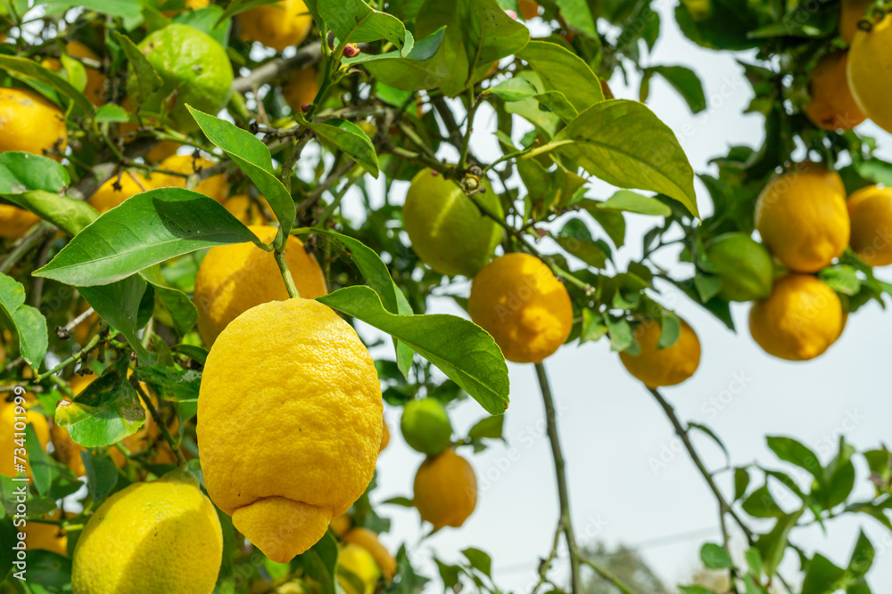 Plenty of ripe lemons on the lemon tree in the orchard.