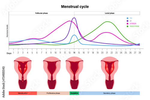 Stages of the menstrual cycle vector. Menstrual, proliferative ovulation and secretory phases. Female reproductive system.