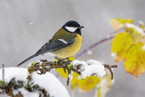 Titmouse in winter in the oak forest in the snow with prickly blackberries
