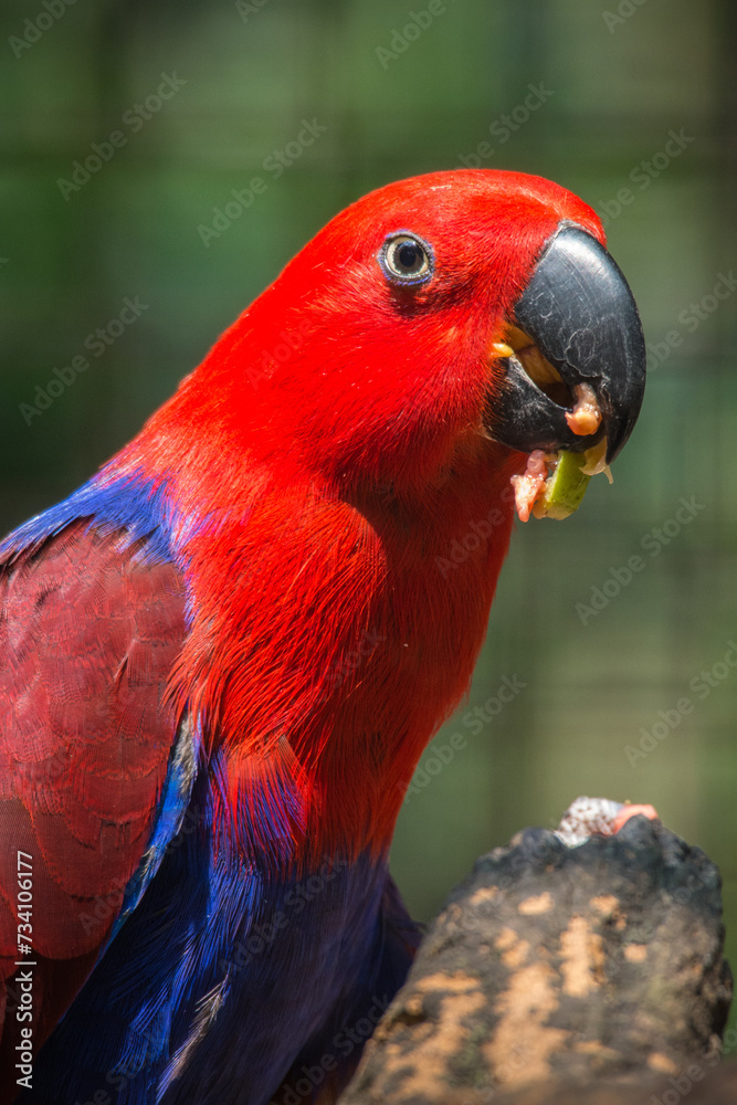 Parrots (Psittaciformes), also known as psittacines are birds with a strong curved beak, upright stance, and clawed feet