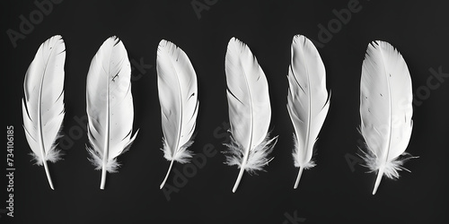 six white feathers are isolated on a black background