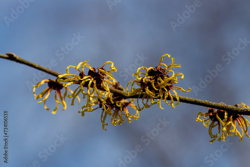 bright golden yellow flowers of chinese witch hazel hamamelis mollis with a blurred background photo