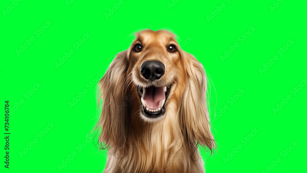Portrait photo of smiling Afghan Hound on green background