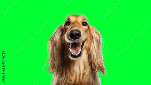 Wallpaper Mural Portrait photo of smiling Afghan Hound on green background Torontodigital.ca