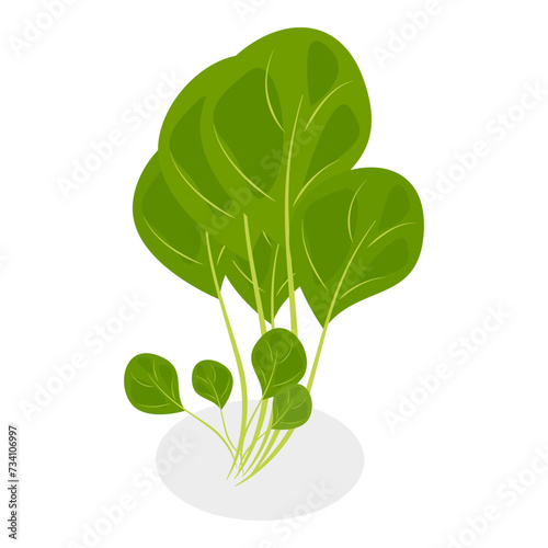 3D Isometric Flat Vector Set of Salad Greens, Leafy Vegetables. Item 1