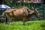 The banteng (Bos javanicus), also known as tembadau, is a species of cattle found in Southeast Asia