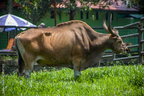The banteng (Bos javanicus), also known as tembadau, is a species of cattle found in Southeast Asia photo