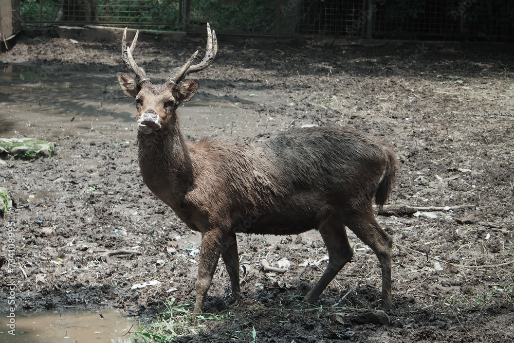 The Bawean deer (Axis kuhlii), also known as Kuhl's hog deer or Bawean hog deer, is a highly threatened species of deer endemic to the island of Bawean The Bawean deer (Axis kuhlii), also known as Kuhl's hog deer or Bawean hog deer, is a highly threatened species of deer endemic to the island of Bawean