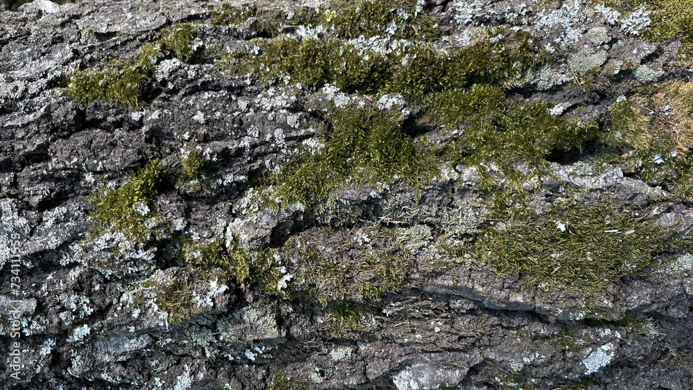 Green moss on a tree. Moss on a stone. Macro photo of green moss.