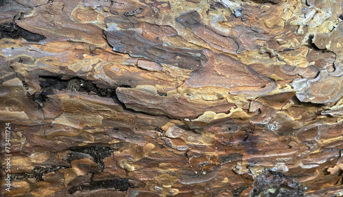 Beautiful bark background. The pine bark of the tree. Photo of Marco. Wooden background. Pine tree. Yellow bark. Abstract background