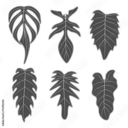 Set of black and white illustrations with monstera creeper plant leaves. Isolated vector objects on white background.