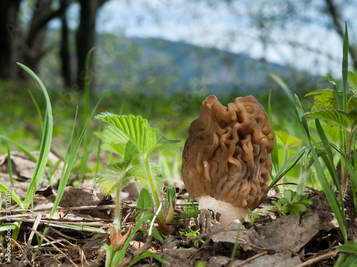 Edible wild mushroom Verpa bohemica (false morel or thimble morel) in natural environment