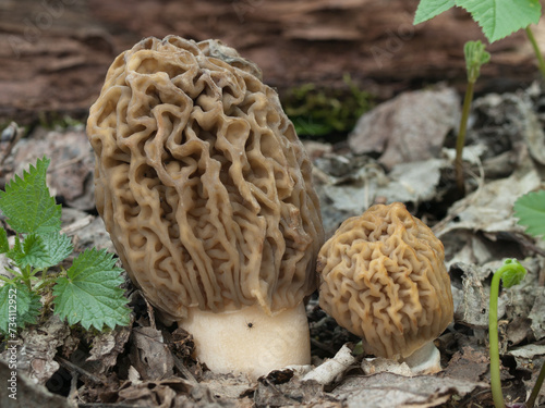 Edible spring mushrooms Verpa bohemica, known as false morel or thimble morel 