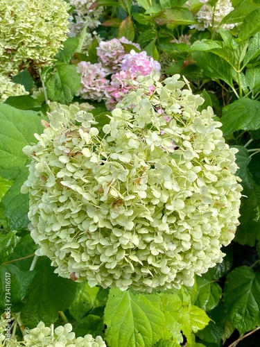Beautifully blooming bouquet hydrangea Hydrangea paniculata