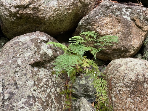 a fern growing from pile of stones