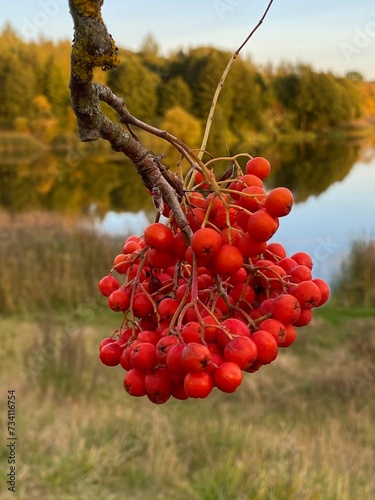 Sorbus aucuparia red rowan growing over reservoir