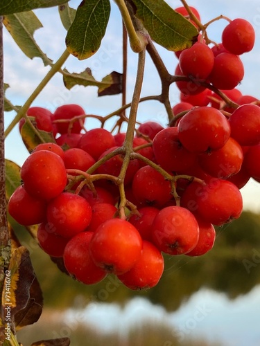Sorbus aucuparia red rowan growing over reservoir