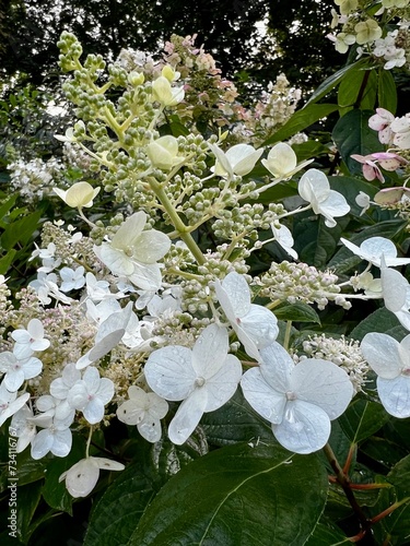 Beautifully blooming bouquet hydrangea Hydrangea paniculata