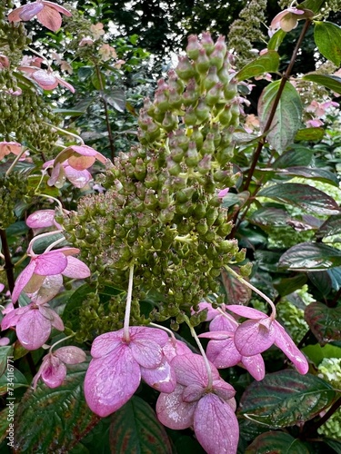 Beautifully blooming bouquet hydrangea Hydrangea paniculata
