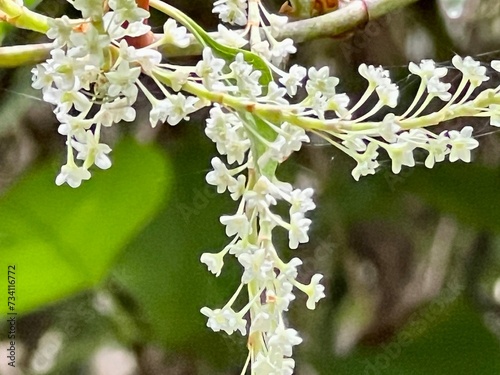 Japanese knotweed, Reynoutria japonica Houtt. blooming white, lots of flowers