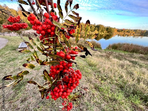 Sorbus aucuparia red rowan growing over reservoir