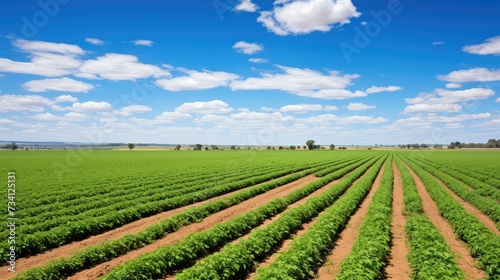 legume chickpea farm