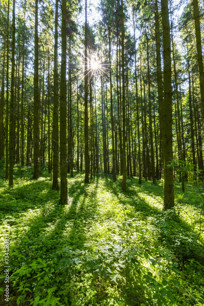Sonnenstrahlen durchfluten Wald mit Licht Sonnenstrahlen durchfluten Wald mit Licht