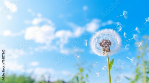 Dandelion on a background of bright sky. Dandelion abstract background. Freedom to Wish.  Shallow depth of field. Abstract dandelion flower background. Seed macro closeup
