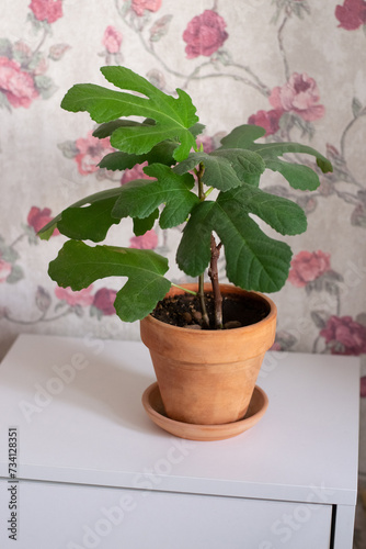Fig tree in pot at house