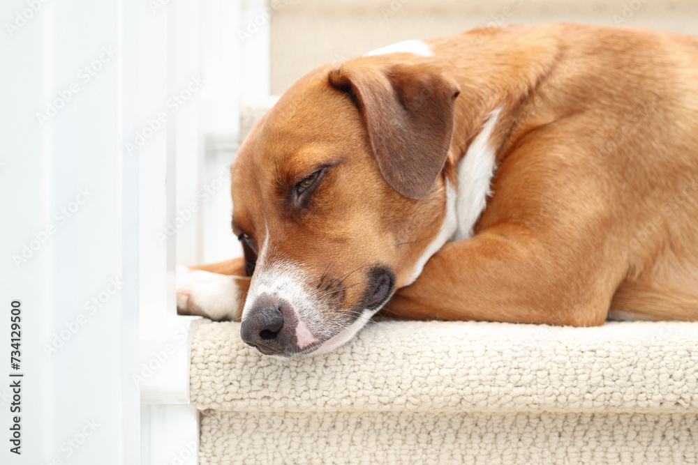 Relaxed dog lying on staircase. Cute exhausted puppy dog sleeping with head on front paws on carpet stairs. Dog feeling safe and secure. Female Harrier mix dog, medium size. Selective focus.
